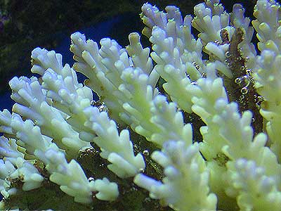acropora-3.jpg