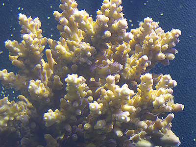 acropora-2.jpg