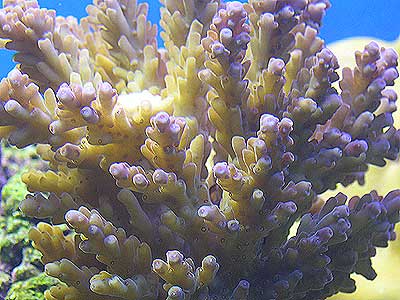 acropora-1.jpg