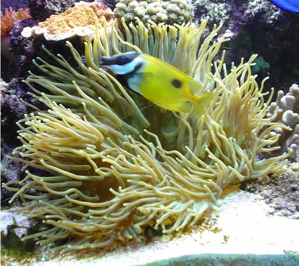 LTA & Rabbit Fish.jpg