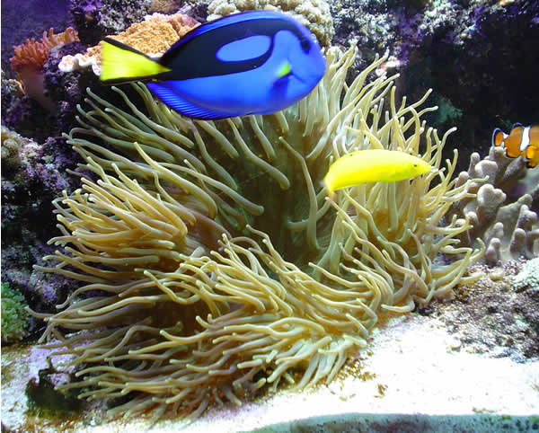LTA & Regal Tang.jpg