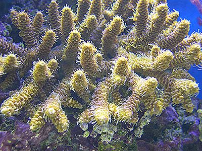 acropora.jpg