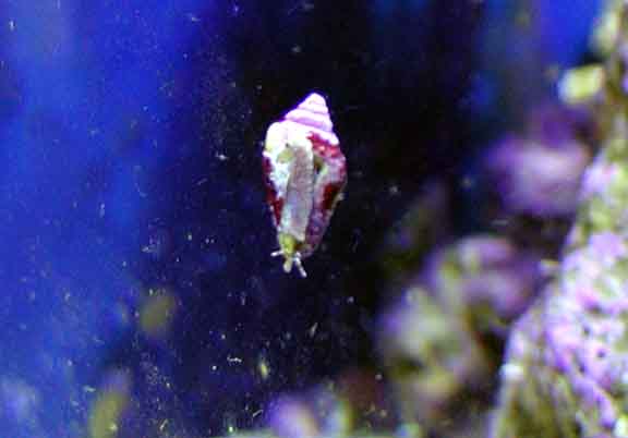 Liz your snails are happy as can be