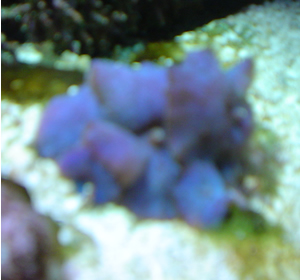 Purple shroom