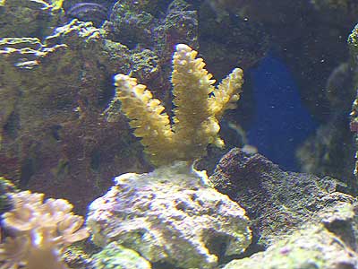 acropora-7.jpg