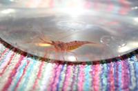 pepermintshrimp2.jpg