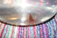 pepermintshrimp1.jpg