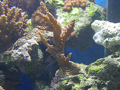 acropora-6.jpg