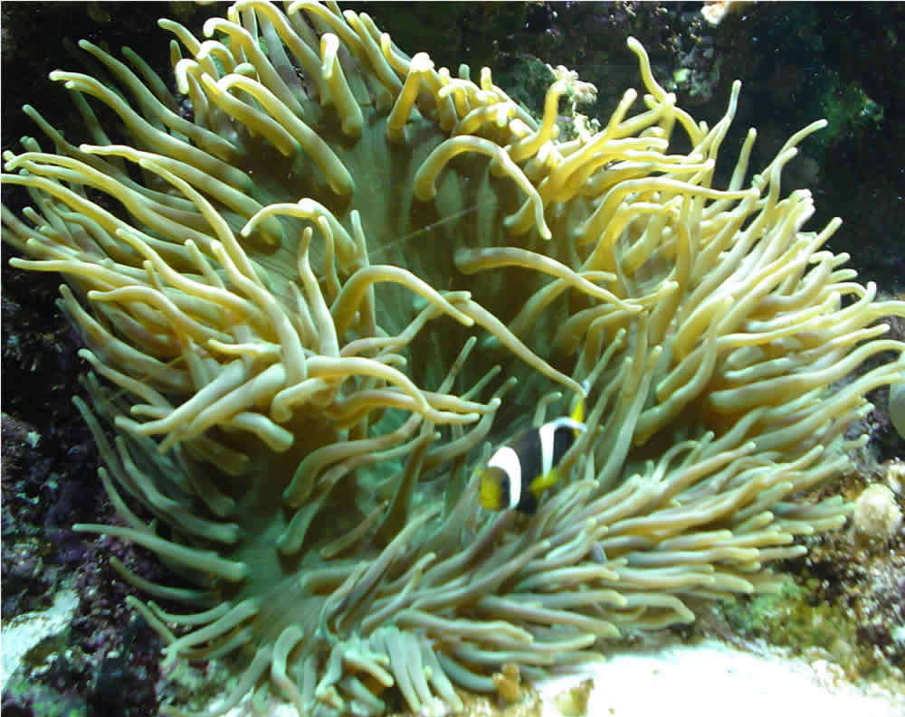LTA w/ clownfish