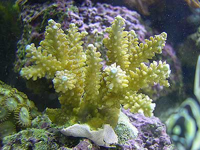 acropora-5.jpg