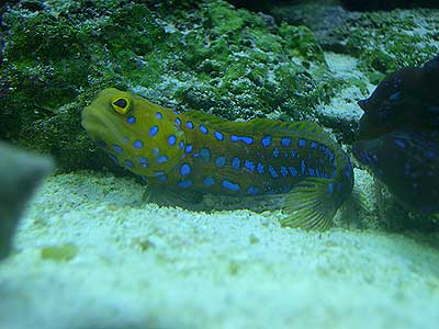 blue-spotted-jawfish-1.jpg
