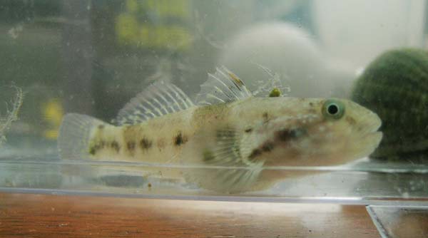 Is this a goby of some sort? the lines are very pronounced when fully colored.