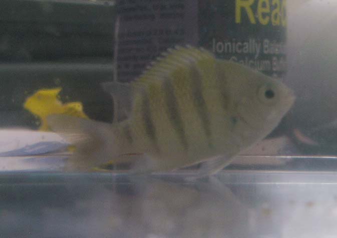 There were bunches of these...from the top of the water they look blue/green when they are happy, the stripes are black. I doubt they are pinfish cause of the missing spot...they almost look like some sort of damselfish