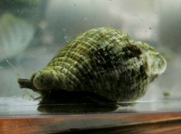 This is a big'en There are litterally 1000s of these guys out there. Are they reef safe?