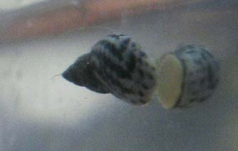 Little tiny snails...I have 3 of these