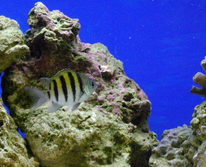 Meet Major Payne he has been swimming around happily all day...and he eats flake food.(so do the other 3 new comers.)