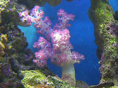 carnation-coral.jpg