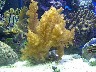 colt-coral.jpg