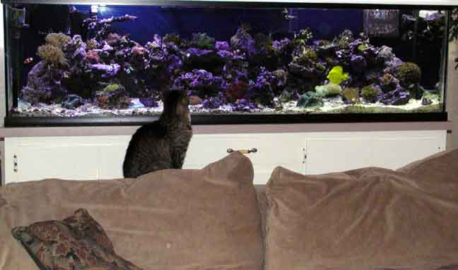 Smart Cat 2.jpg