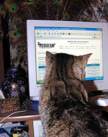 Smart Cat!.jpg