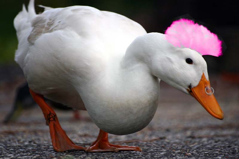 punkduck.jpg
