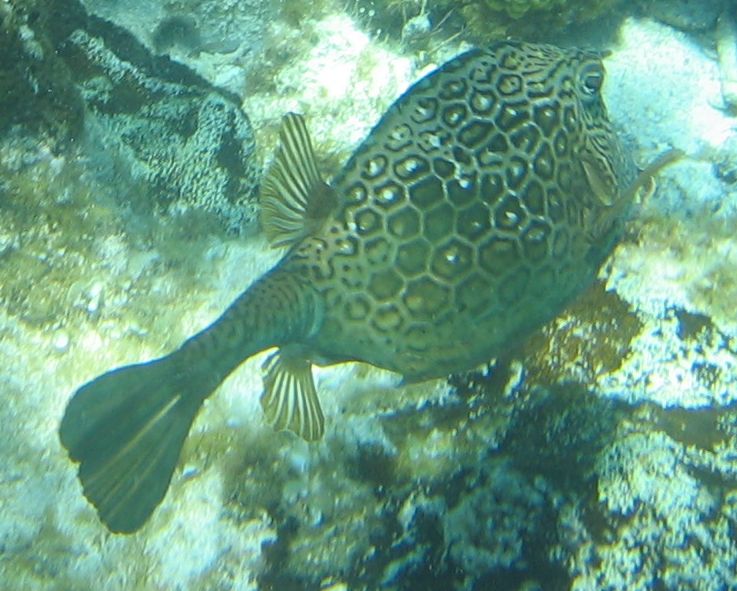 some kind of puffer?