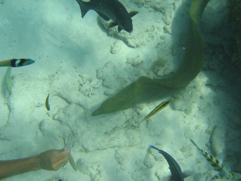 hungry eel