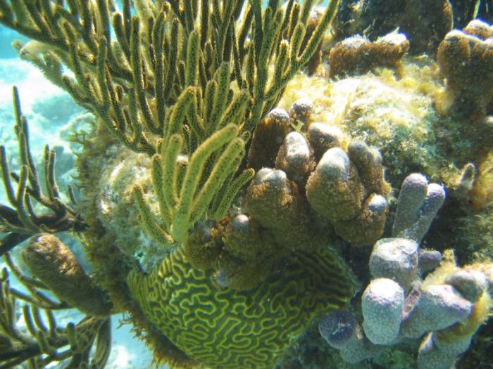 lots of sponges and seafans/seawhips/etc.