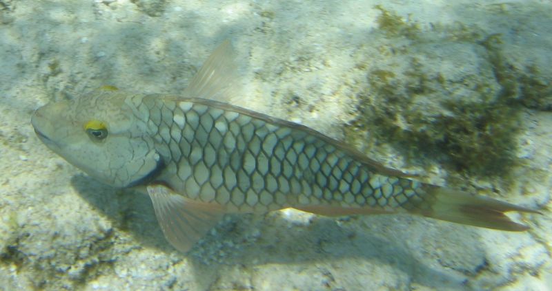 weird fish?