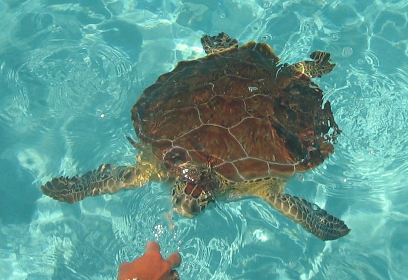 tuuuuurtle