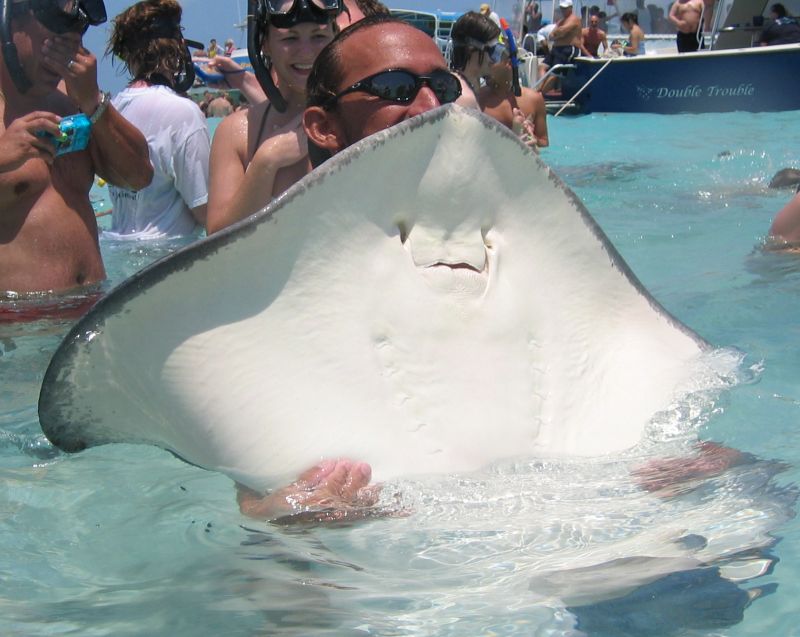 underside of stingray