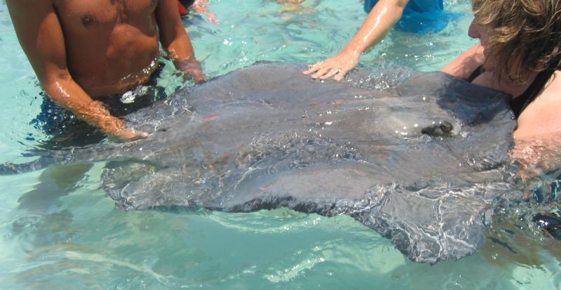 stingray