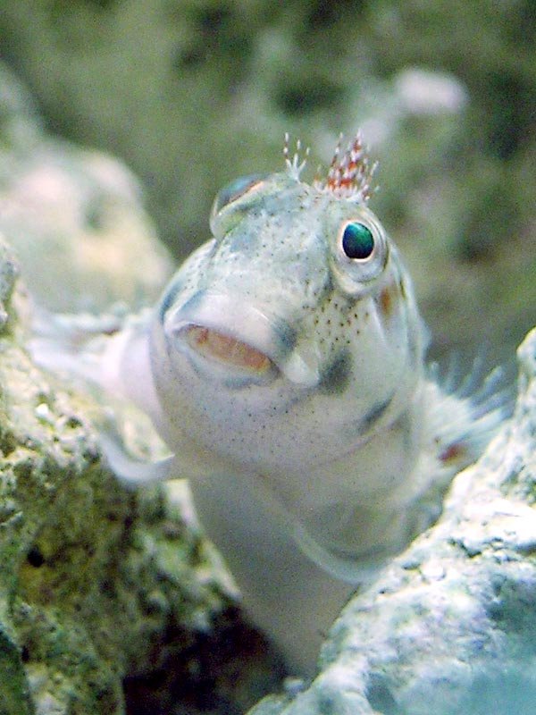 My Blenny perching