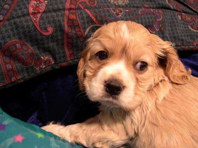Jan 23rd--6weeks old
<br />This is the first night at her new home. She was good the entire way home. She even got out and pottied, and it was a very cold night too. Such a sweet girl!