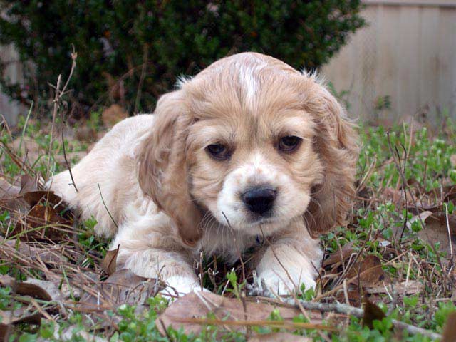 Feb 7th--8 weeks old
<br />(the day before my birthday)
<br />Such a flirt!! She was having fun playing in the yard for the first time.