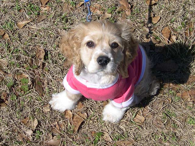 March 13th--3 months old
<br />Here she is modeling her favorite pink shirt while we were visiting the old family farm in Andelusia, AL.