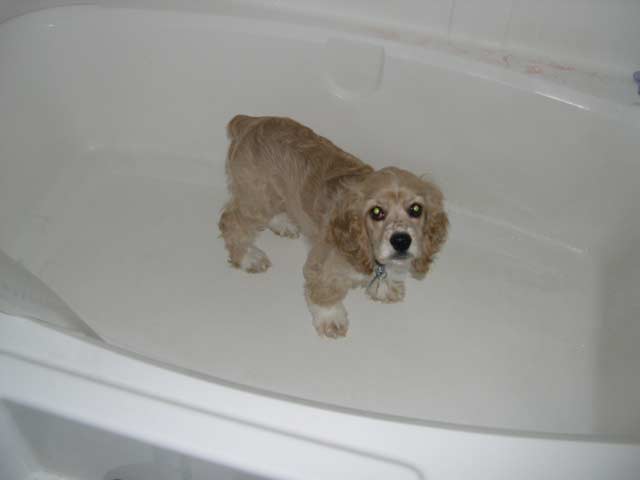 April 11th--4 months old
<br />Whenever she gets a chance, she hops in the bathtub. She hates getting a bath though.