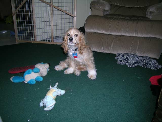 April 23rd--4 months old
<br />Her collection of stuff from around the living room