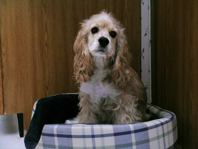 June 20th-- 6 months old
<br />Sitting in her bed, she has almost grown out of it.