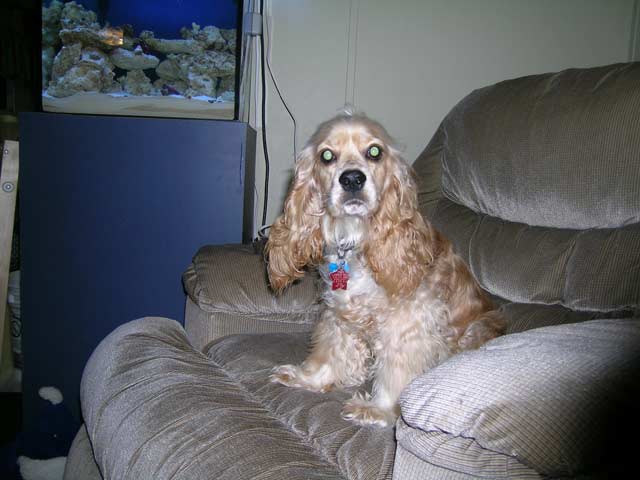 August 22nd- 8 months
<br />She's sitting on my chair where she likes to watch the fishies.
