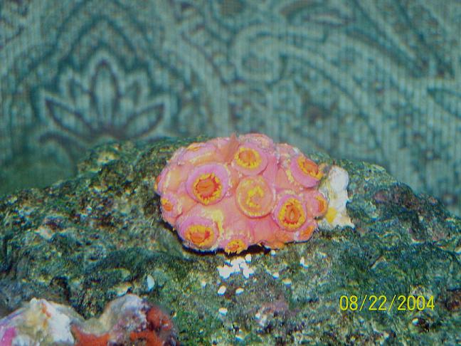 polyps small.JPG