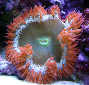 floridaanemone.jpg