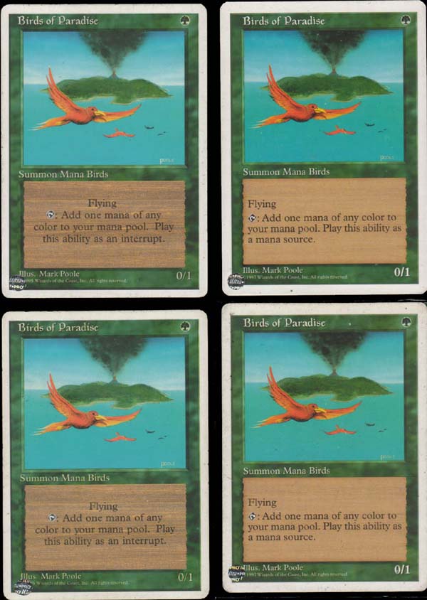bird_of_paradise.jpg