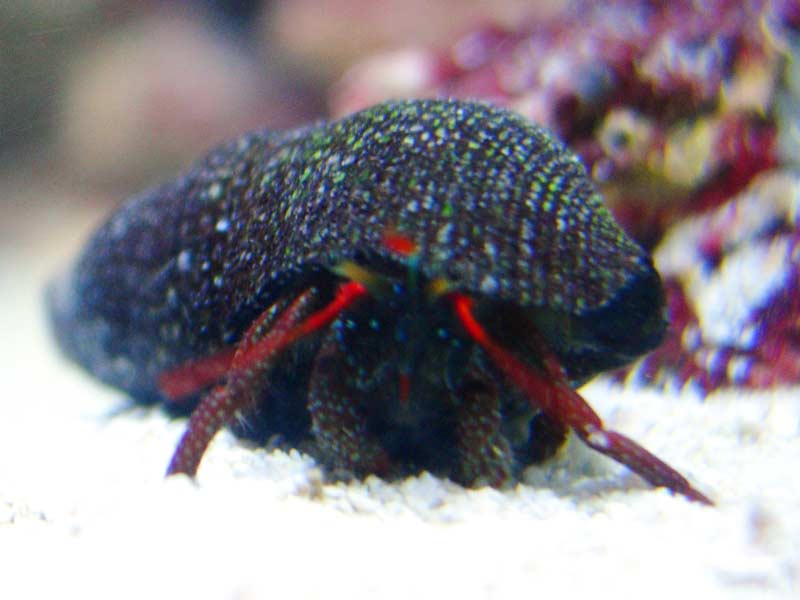Red Leg Reef Hermit