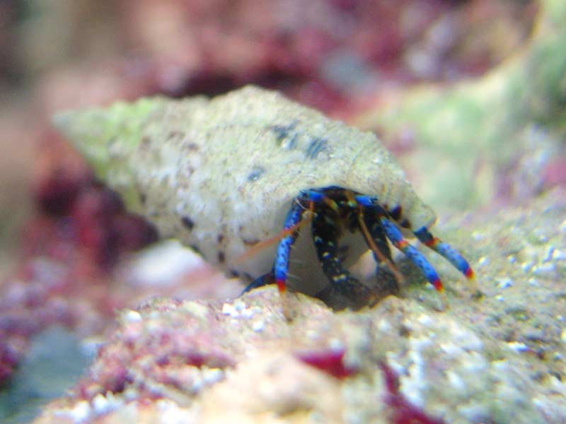 Blue leg Hermit