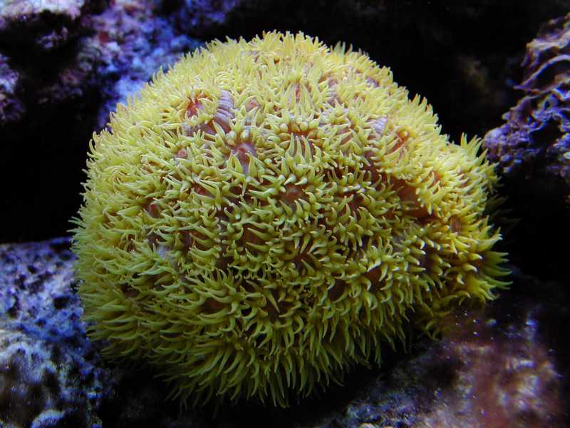 Sun Polyps.jpg
