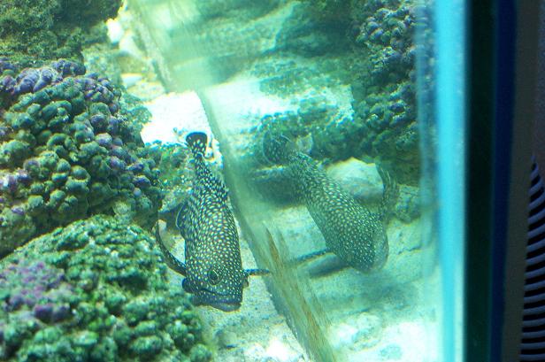 GROUPER.JPG