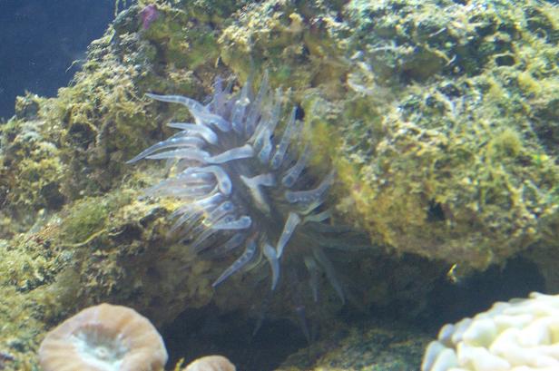 ANEMONE.JPG