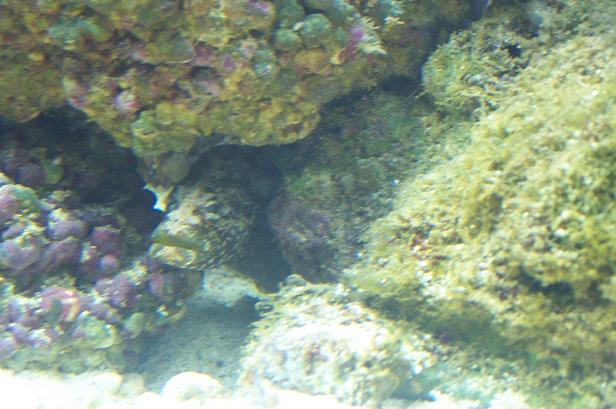 EEL.JPG
