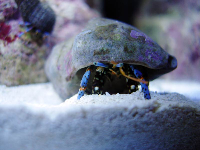 This guy is bigger then my turbos! That little blue in the background is about 1/8&amp;quot; behind him. They are almost touching!